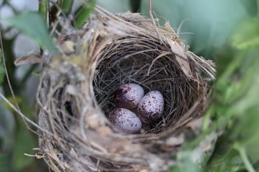 egg shells in the garden