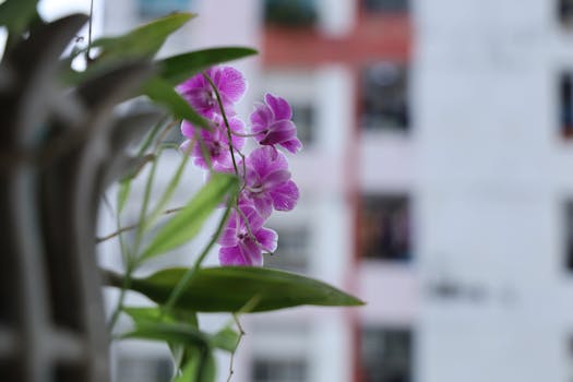 balcony garden