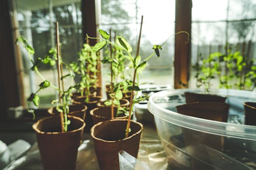 fresh herbs on windowsill