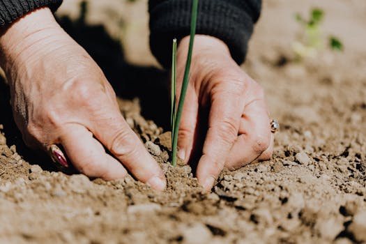 succulent seedling care