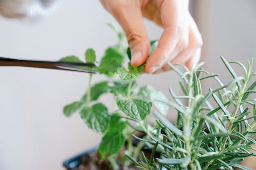 a thriving urban garden with herbs