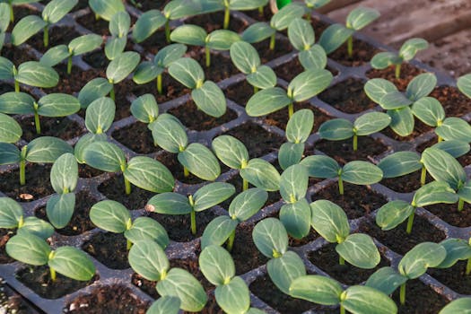 Seedlings thriving with the help of mulch