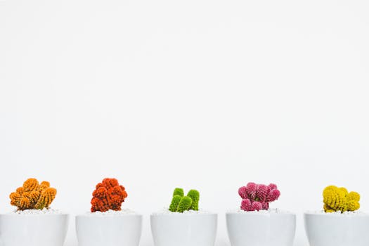 colorful succulents in pots