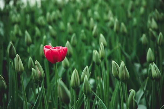 colorful tulip garden