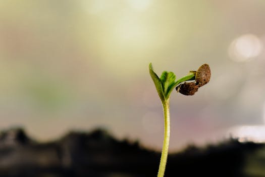 seed germination chart