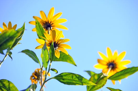 low-maintenance garden