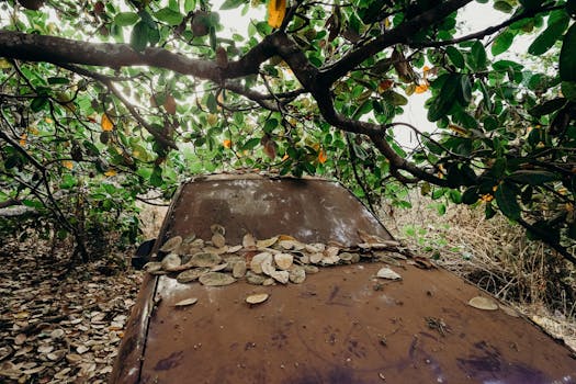 landscape fabric placed around plants