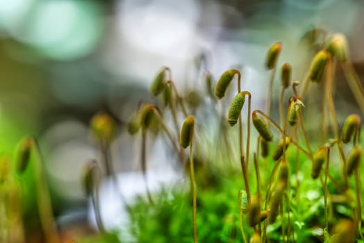 lush garden of native plants