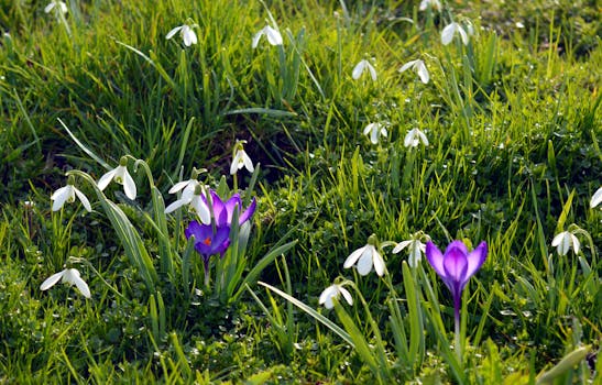 colorful native plants in a garden