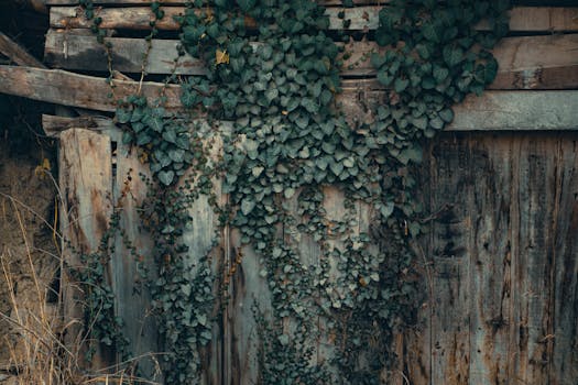 vertical garden with climbing plants