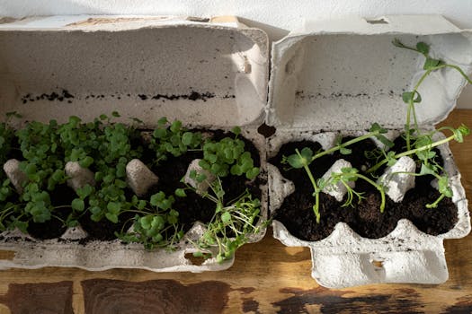 seedlings growing in egg cartons