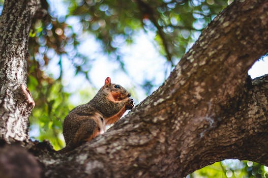 urban foraging in the park