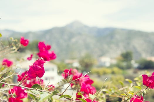 Colorful flowers blooming in a sunny garden