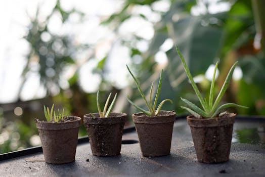 Young seedlings growing in small pots on a sunny windowsill