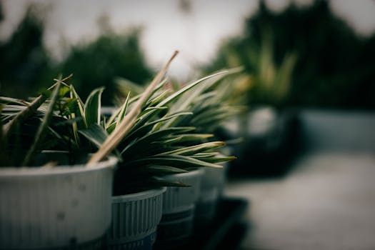 urban garden with containers