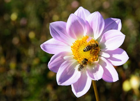 flowering native plants attracting bees