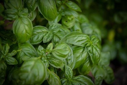 healthy herb garden with LED grow lights