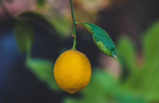 dwarf citrus tree in pot