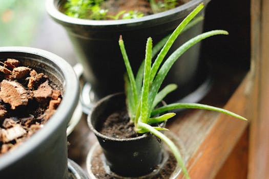 fresh herbs in pots