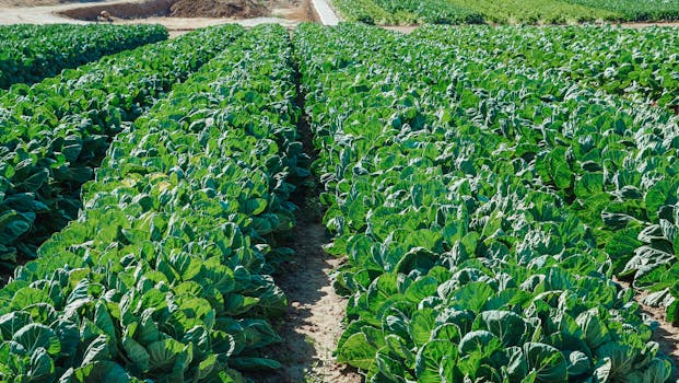 cover crops growing in a small garden