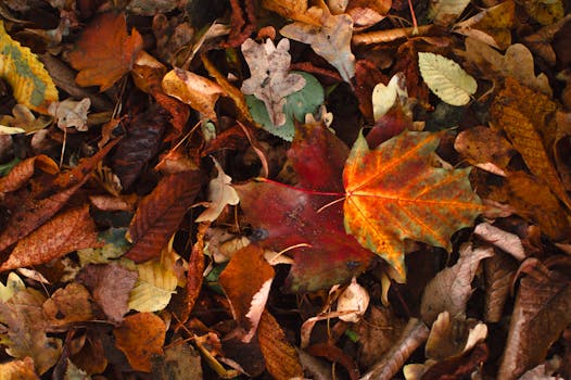 colorful garden with mulch