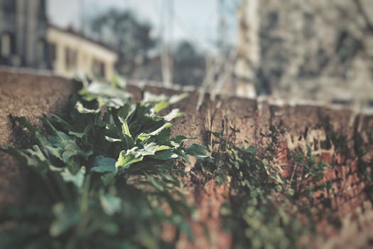 lush urban garden