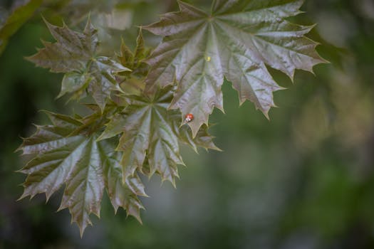 close-up of ladybug on a leaf