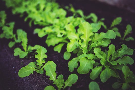 lush garden with healthy soil