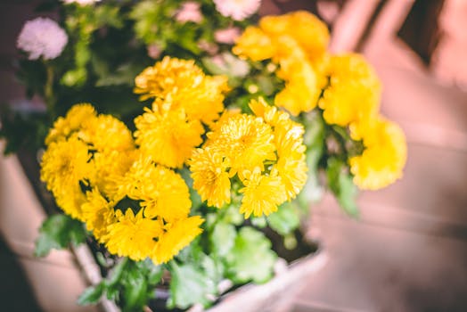 vibrant marigold flowers in a garden