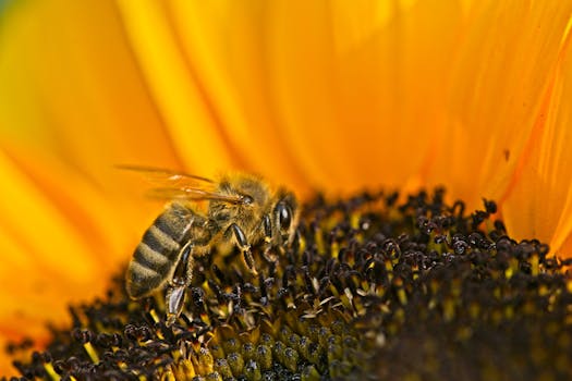 colorful urban pollinator garden