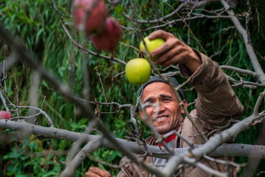 pruning fruit trees for better yield