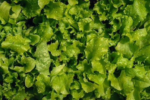 regrowing lettuce in water