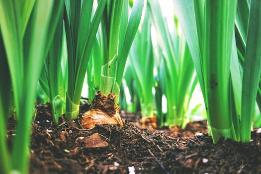 bulbs stored properly