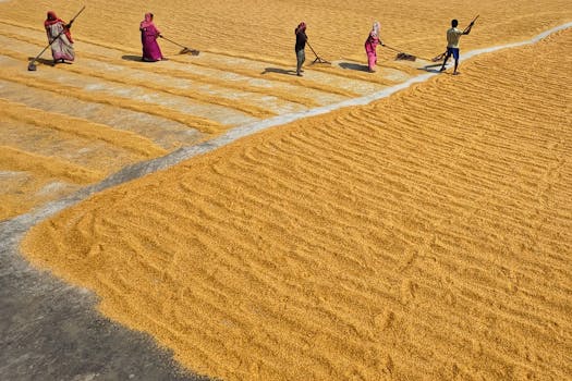 drying seeds