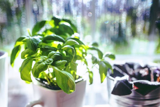 potted herbs on a windowsill