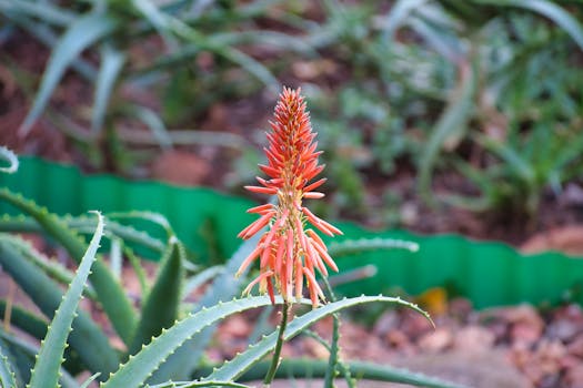 Succulent propagation steps