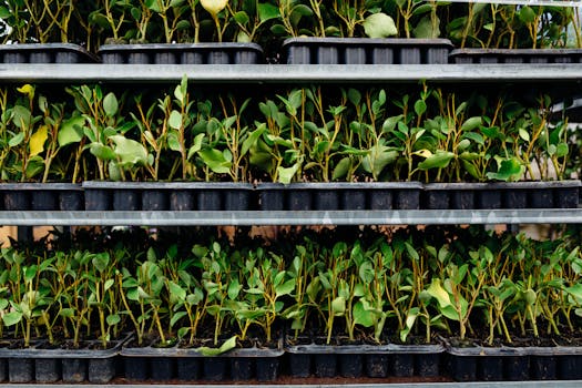 seedlings growing in pots