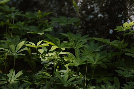 sunlight filtering through leaves