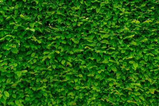 Vertical garden setup on a wall