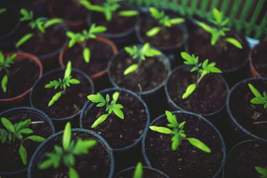 upcycled containers for gardening