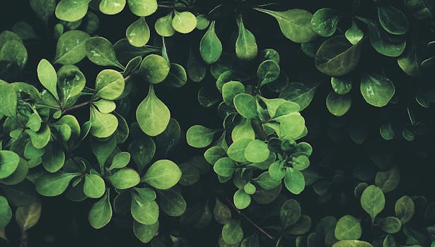 healthy green plants ready for cuttings